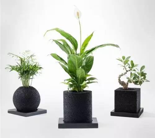 怎么除甲醛靠得牢？竹炭、植物成***“騙局”