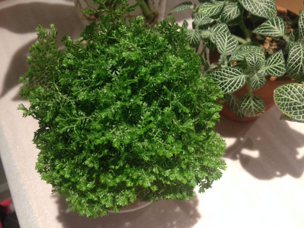 怎么除甲醛靠得牢？竹炭、植物成***“騙局”