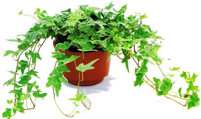 記住這四條規(guī)則，巧用植物甲醛治理！