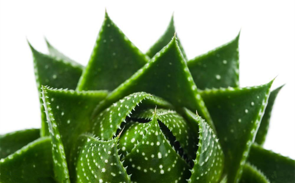 記住這四條規(guī)則，巧用植物甲醛治理！