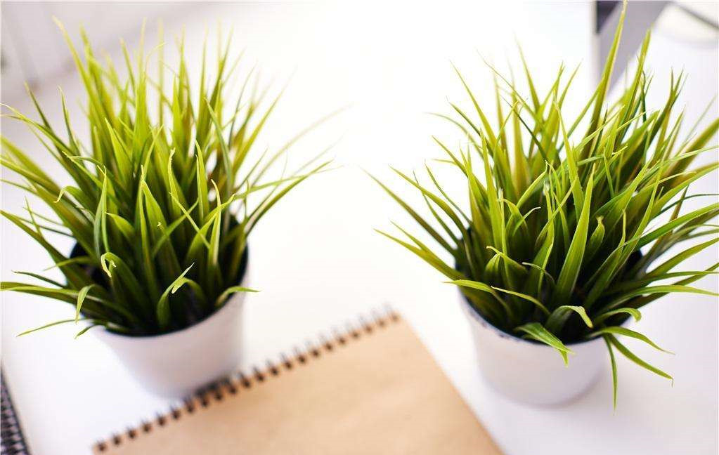 植物能治理甲醛嗎？科學(xué)使用植物很重要