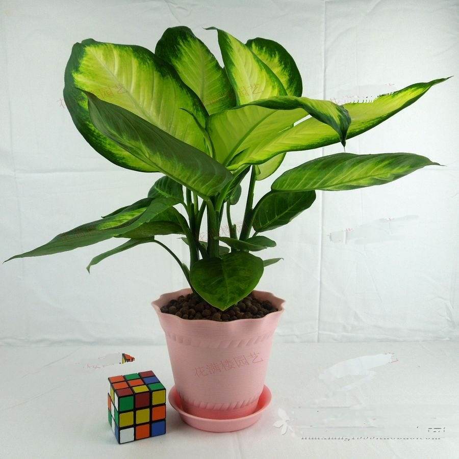 哪些植物可以除甲醛，本事***呢？