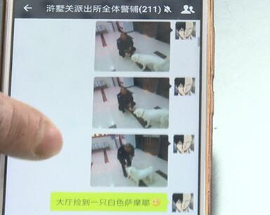 有問(wèn)題找警察，薩摩耶派出所報(bào)案，不注意這件事，對(duì)狗狗致命，警察蜀黍卻幫不上忙！