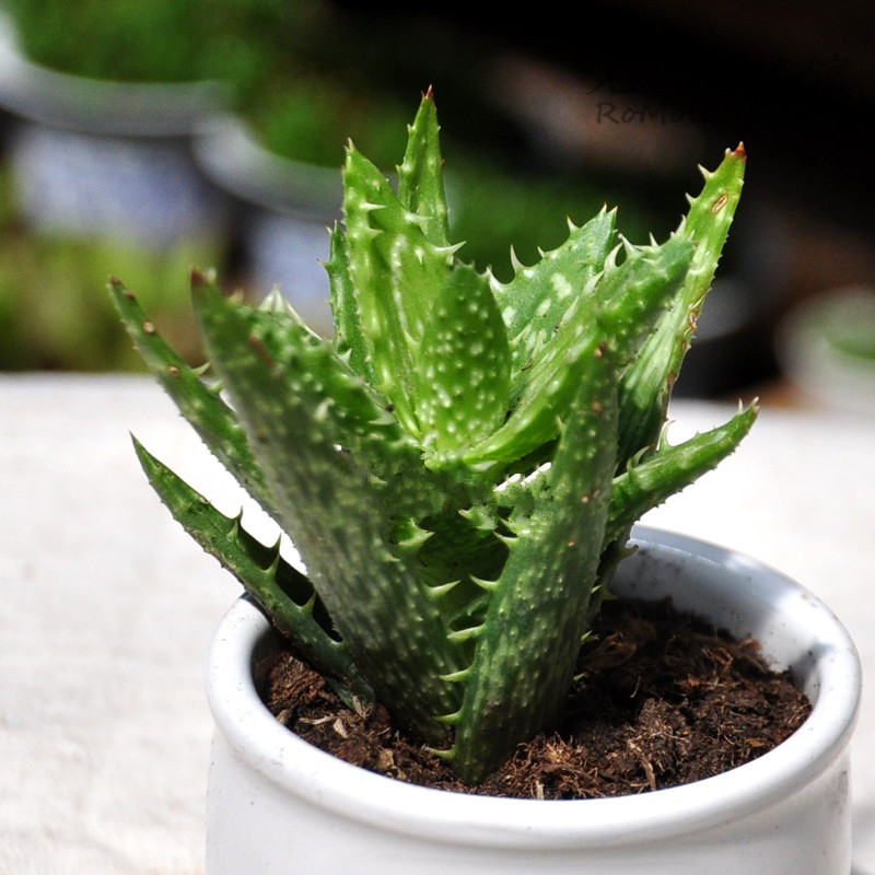 綠色植物大作戰(zhàn)，顏值***的凈化空氣方法