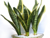 用什么植物除甲醛最好？