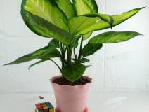 哪些植物可以除甲醛，本事最大呢？