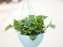 綠蘿除甲醛的效果怎么樣？