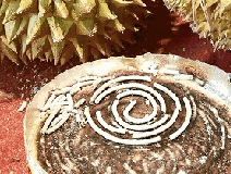 成分中有甲醛蚊香立馬變毒香，甚至還會(huì)致癌……