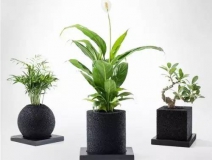 怎么甲醛治理靠得牢？竹炭、植物成最大“騙局”